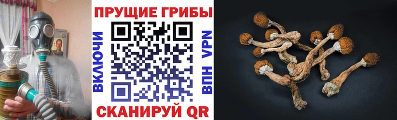 Псилоцибиновые грибы Psilocybine cubensis  MEGA сайт  Инта 